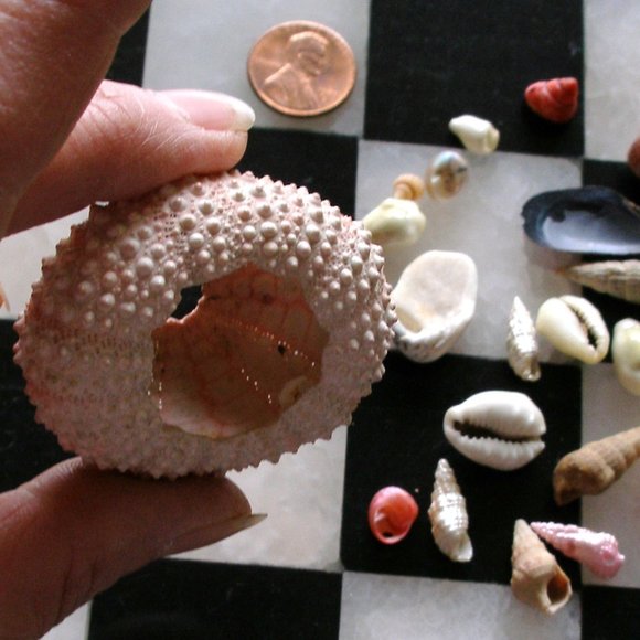 Dollhouse Mini Rare Barbie Mattel Shark 2010 T7018 AND Sea Urchin With Seashells - Picture 3 of 16